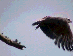 Golden Eagle in Flight            Copyright: Tom Forrest